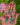 In Bloom