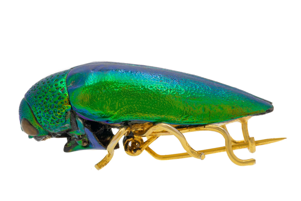 Antique Gold Toned Beetle Brooch